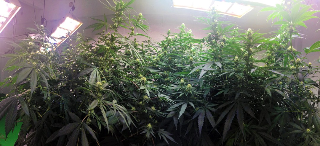 how many grow lights per plant