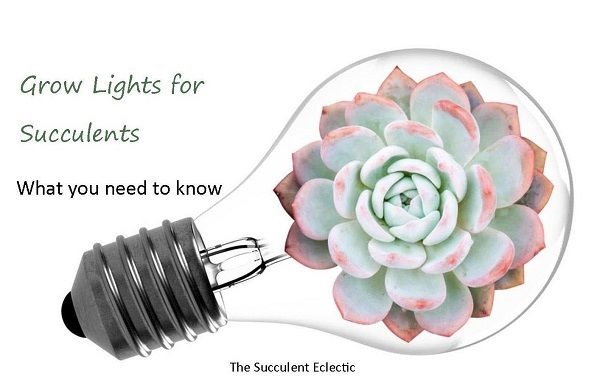 how long to keep grow lights on succulents
